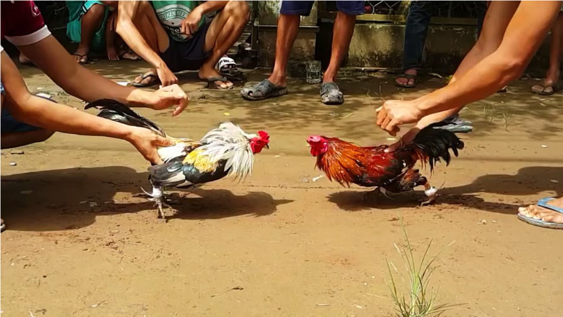 Đá gà Savan – Trò chơi dân gian số 1 yêu thích tại Việt Nam